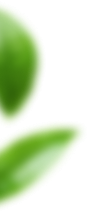 bg1